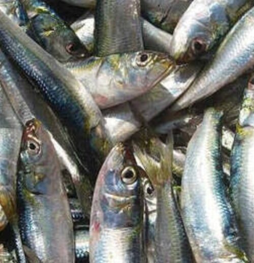 Tarali Fish Mix Size - 0.5 kg