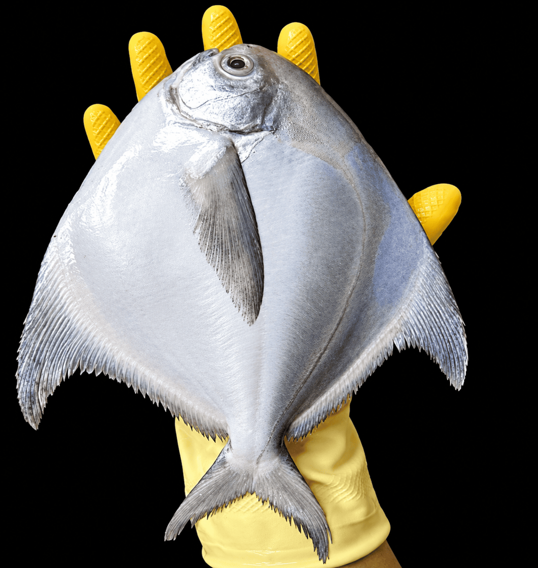 Silver Pomfret - Big (If Available)<br><b style="color:red; font-size:15px">Per: Pack of 1 nos (upto 350 gms)</b> - Image 2
