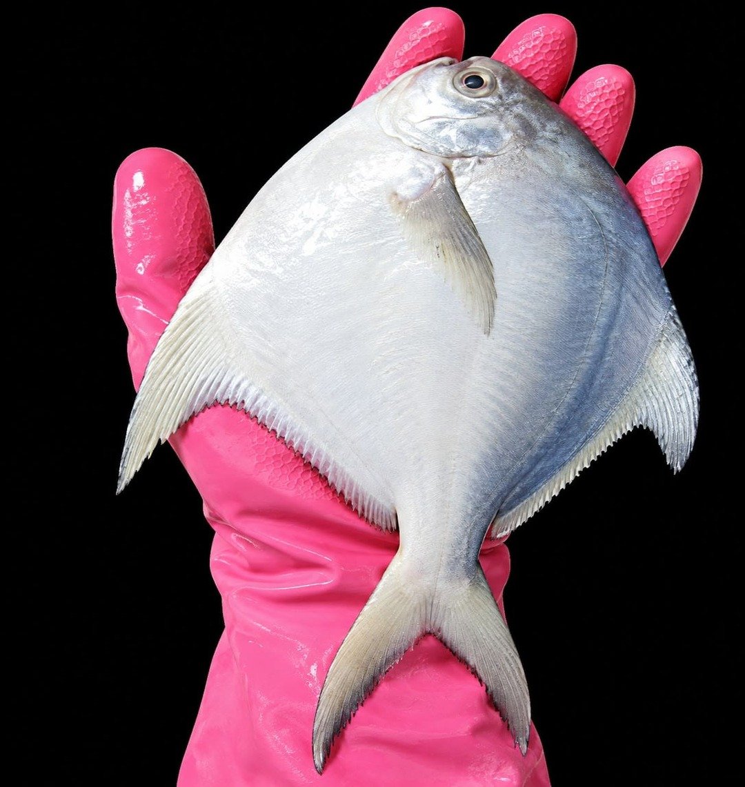 Aagri-Koli Pomfret Palm Size <br><b style="color:red; font-size:15px">Per: 1 No</b> - Image 2